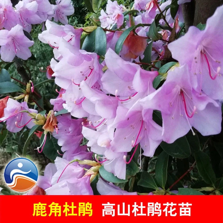 鹿角杜鹃花苗岩杜鹃映山红高山杜鹃小苗大苗树桩盆景盆栽庭院绿植