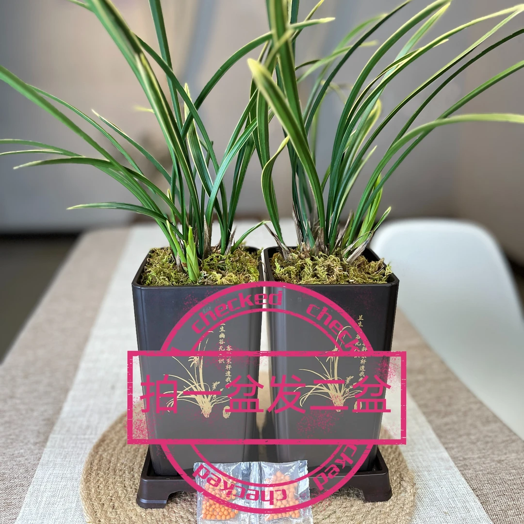 A 【拍一盆发二盆】金边铁骨锦旗建兰素心浓香型兰花【带树脂盆】