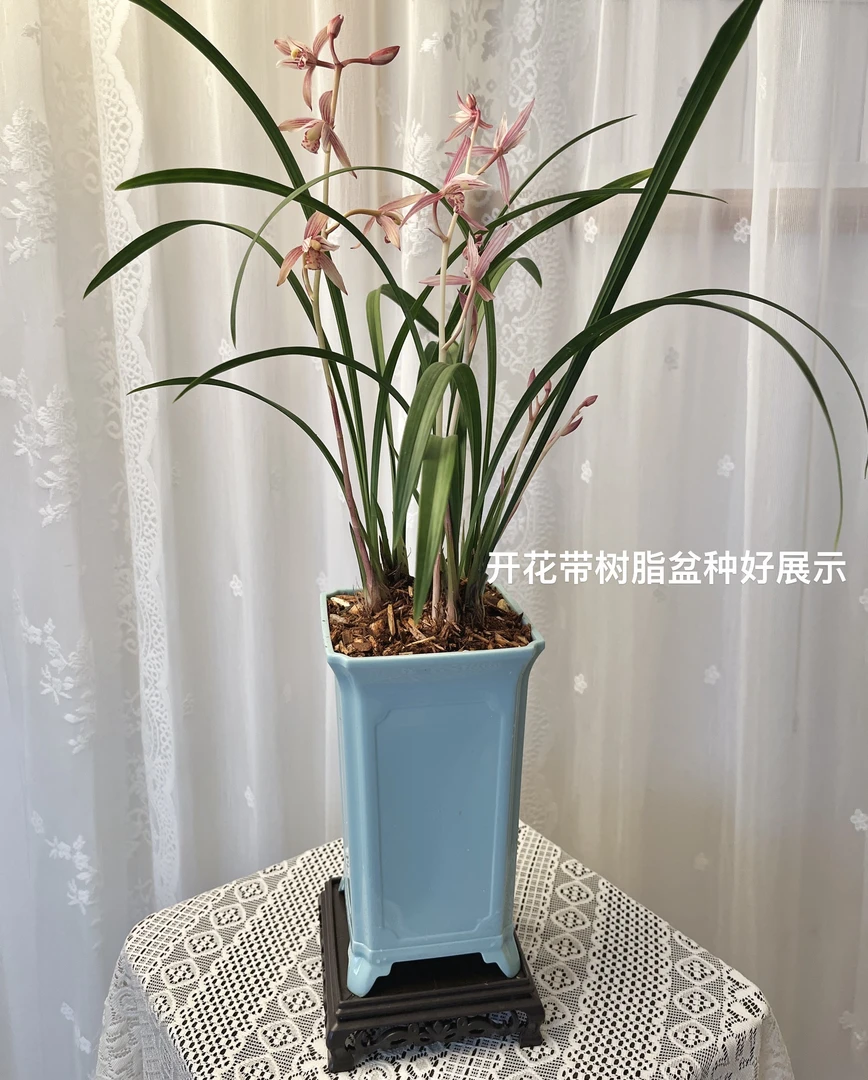 建兰铭品市长红浓香型兰花红素花5苗树脂盆【绿植栽培】