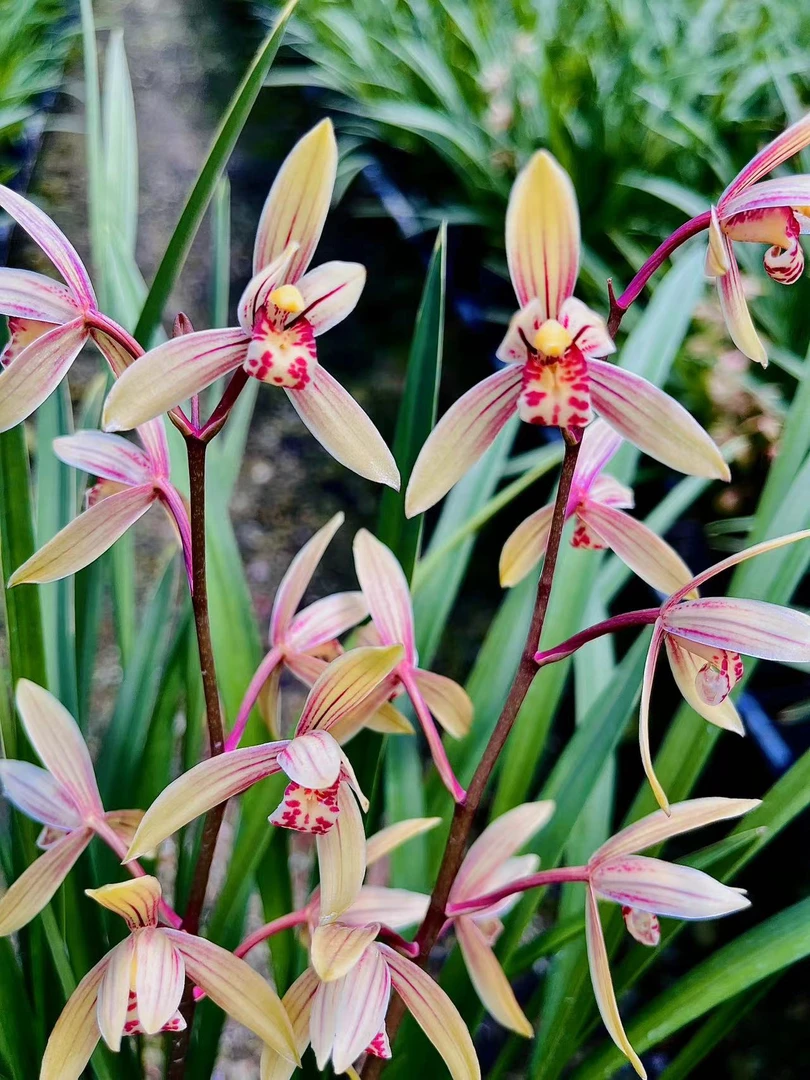 拍一发二建兰四季粉蝶3苗【带树脂盆栽好发货】6-12月花期