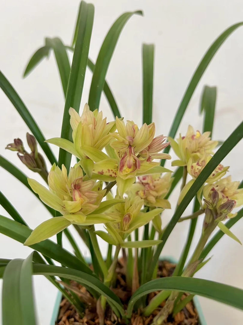 建兰铭品富山奇蝶浓香型【绿植栽培】