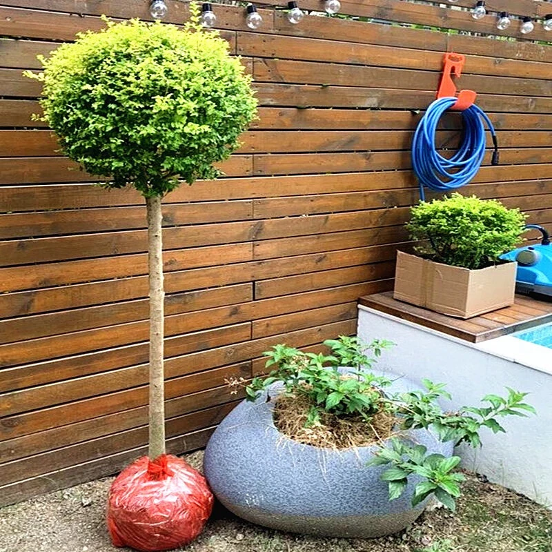 金黄色棒棒糖亮晶女贞球庭院绿化植物四季长青球形植物耐寒植物