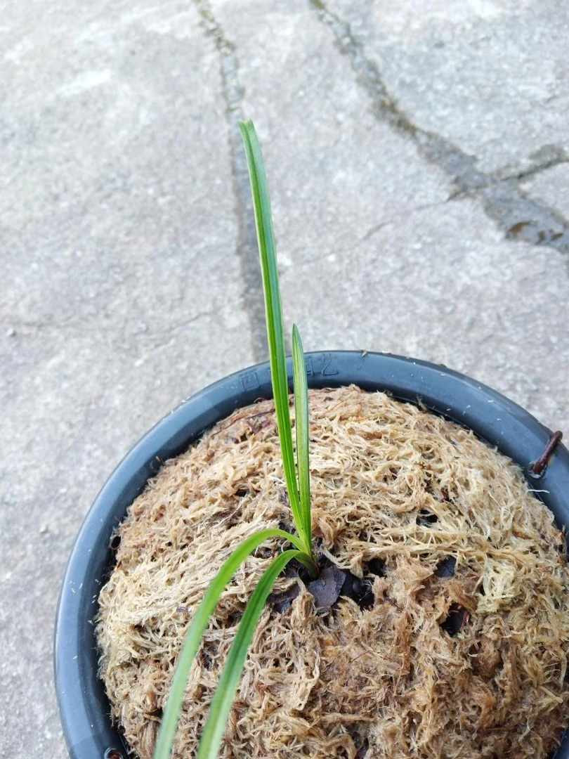 怒江莲瓣兰斑中透