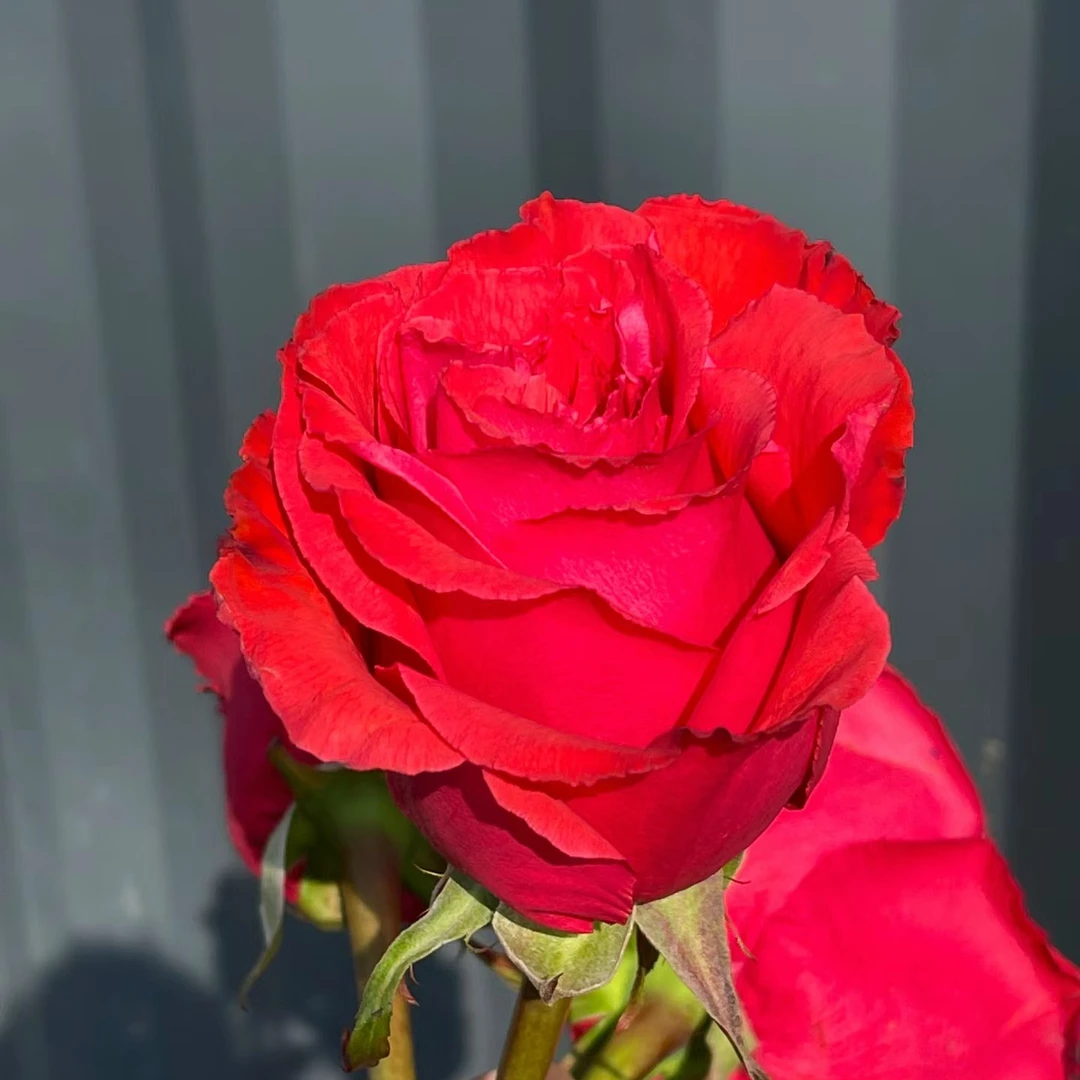 【帝王玫瑰】大花丝绒大型切花浓香欧月勤花月季玫瑰红色夏季花色