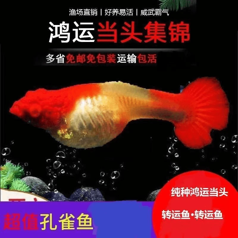 大种鱼鸿运当头孔雀鱼