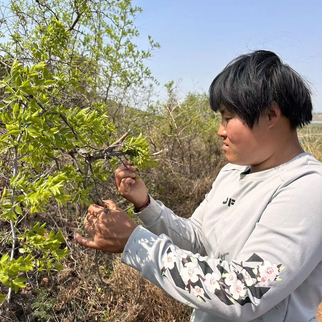 【小五一家】25年新上东方睡叶酸枣芽纯手工采摘炒制