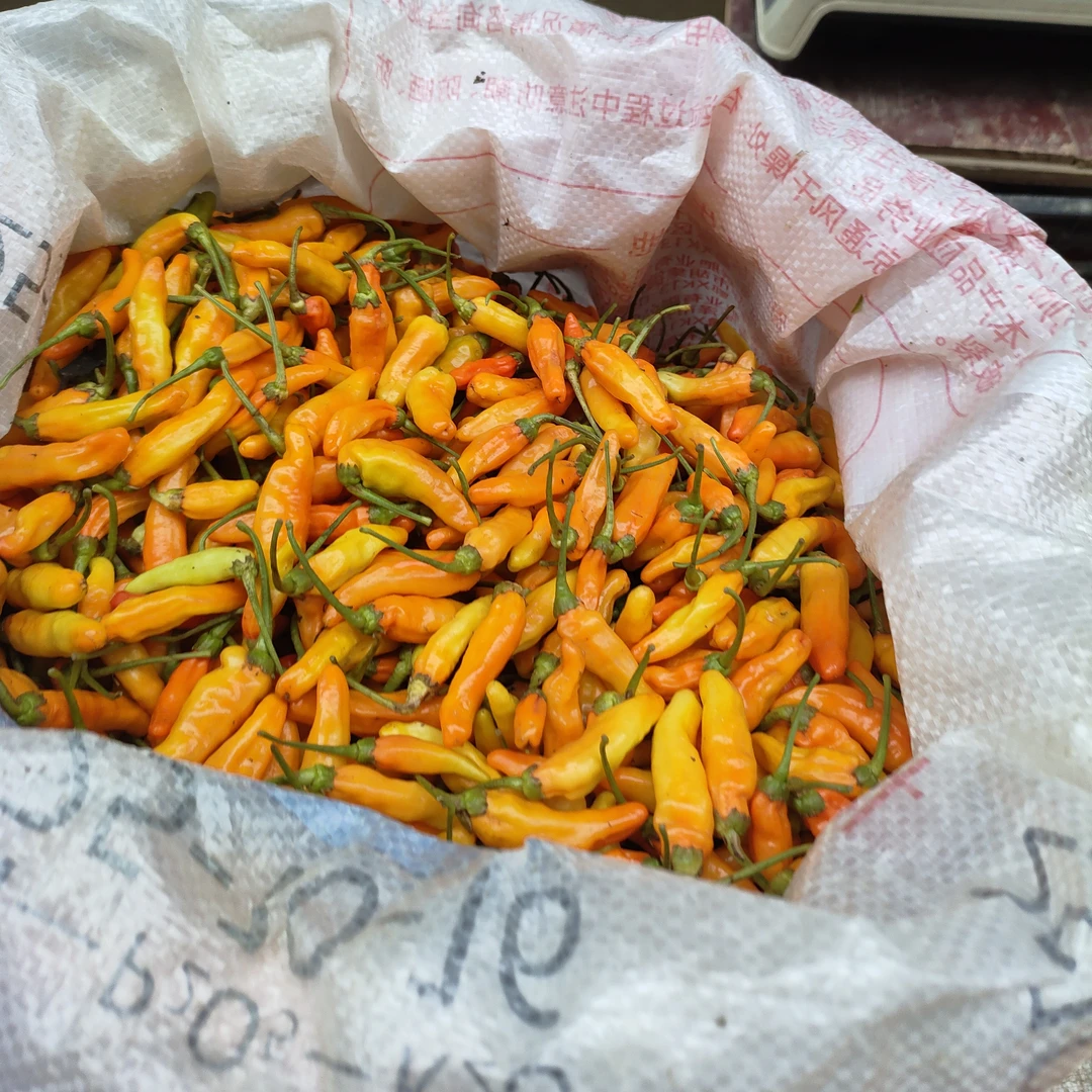 现摘新鲜蔬菜野山椒魔鬼椒超辣朝天椒