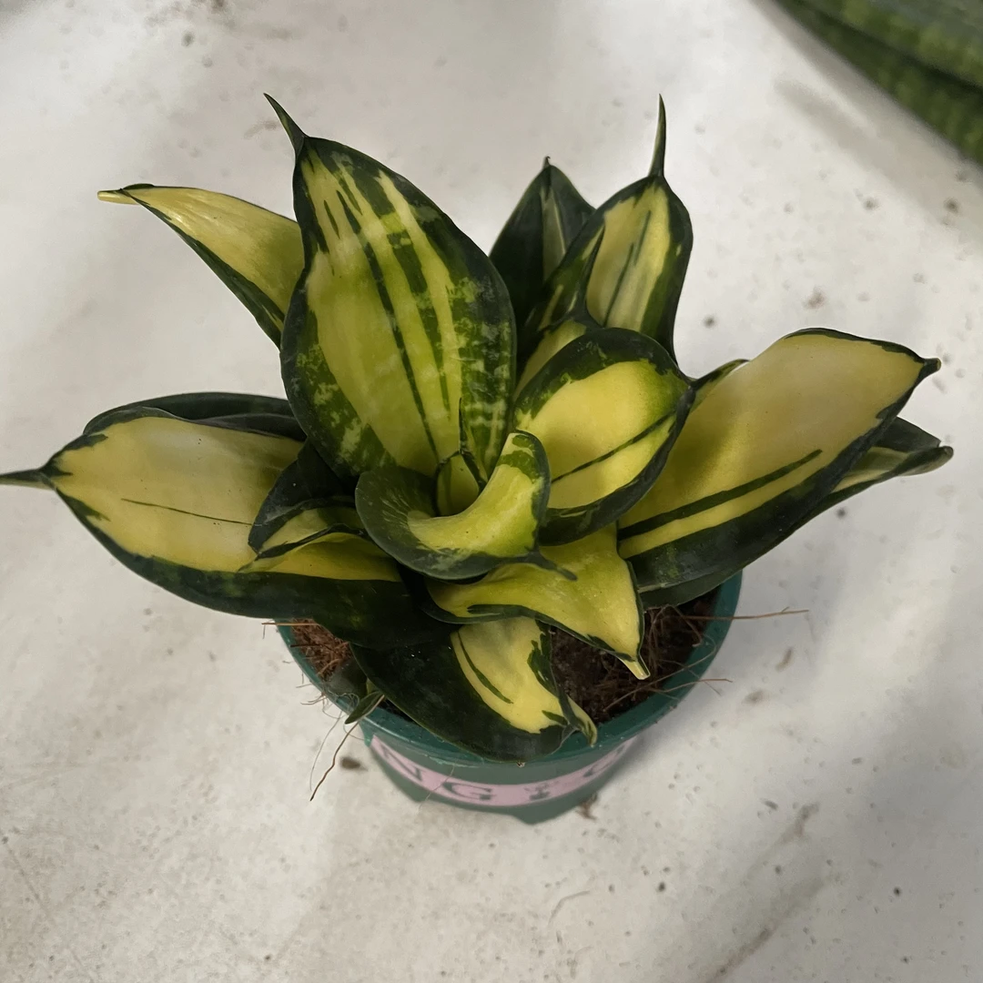 【金玫瑰】迷你虎皮兰盆栽办公室 内客厅桌面绿植花卉虎皮兰