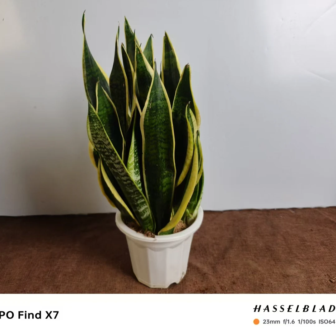 【矮脚金边】金边虎皮兰开花植物绿植盆栽矮脚办公室