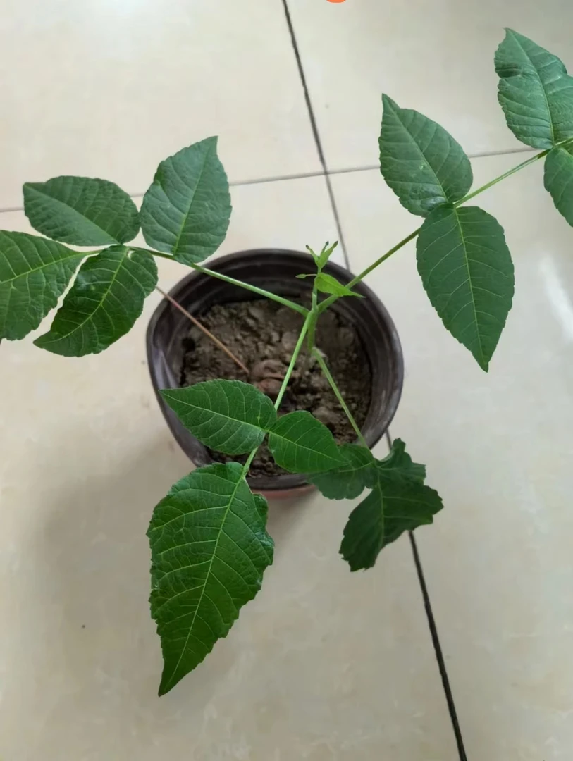 白狮子文玩核桃盆栽（带绿叶）第二年结果，死了补发