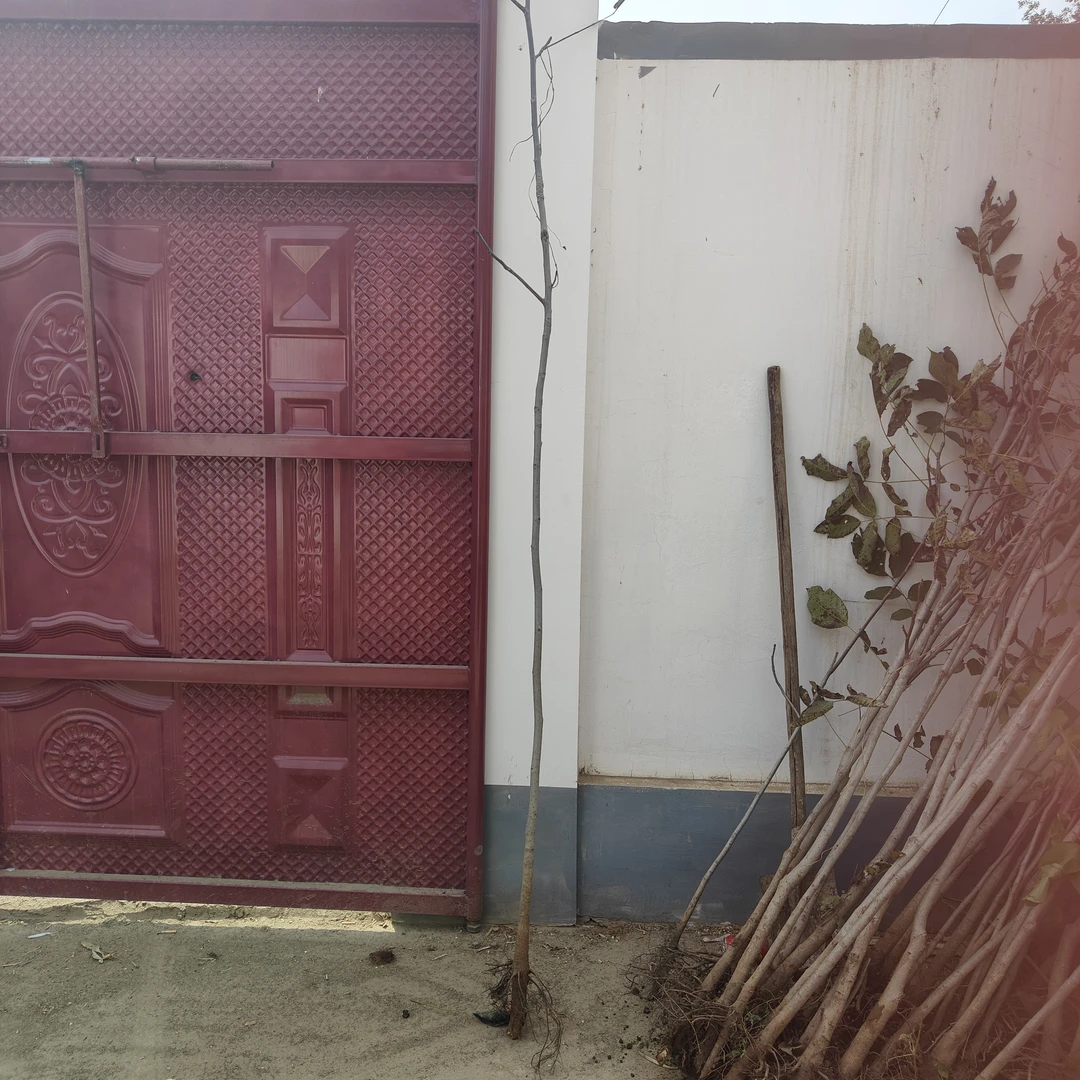 二年生文玩核桃原生树幼苗（二年结果)，死了补发