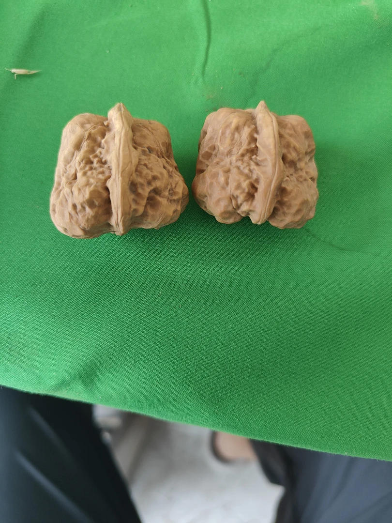 麻核桃种子2个一对
