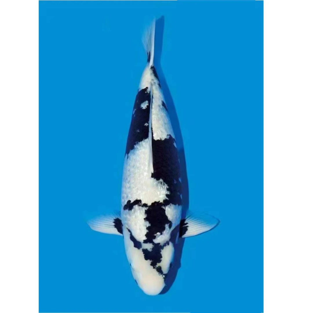 包损包邮直播链接鱼儿肥锦鲤白写绯写精品锦鲤观赏鱼超萌好物