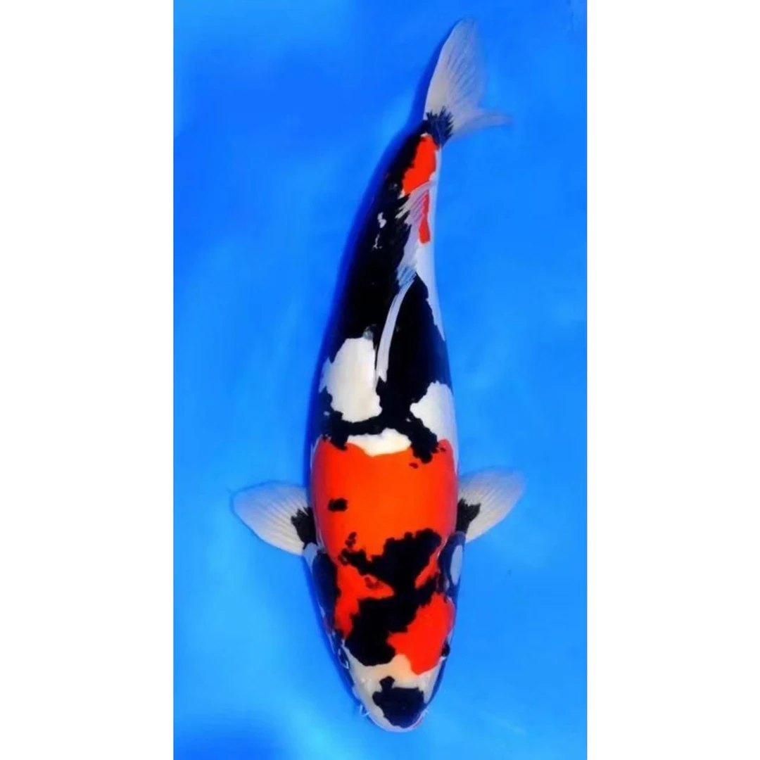 包损包邮直播链接鱼儿肥锦鲤昭和白写精品锦鲤观赏鱼超萌好物