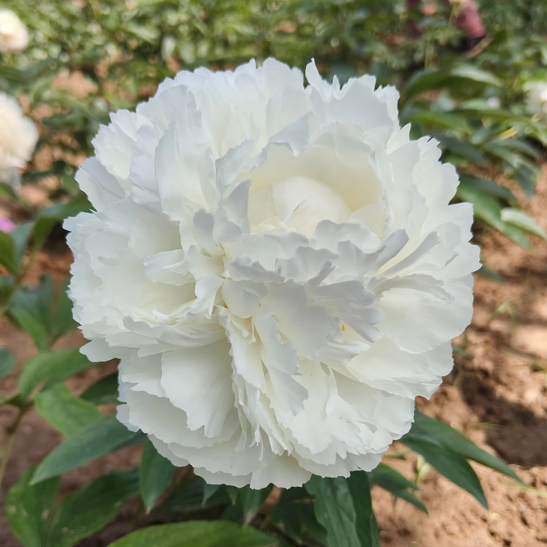 奶油碗 芍药  秋季发苗 先发花肥