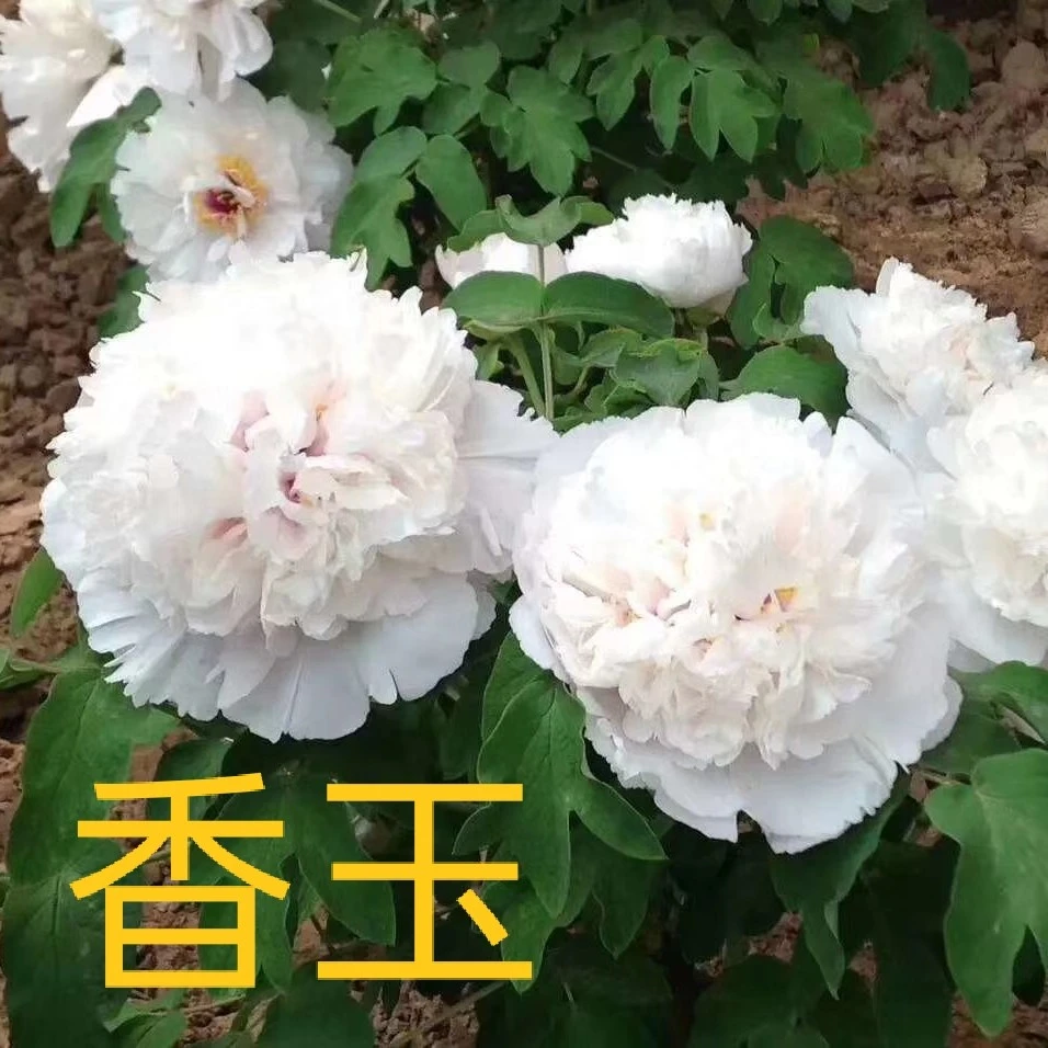 观赏牡丹花苗 香玉