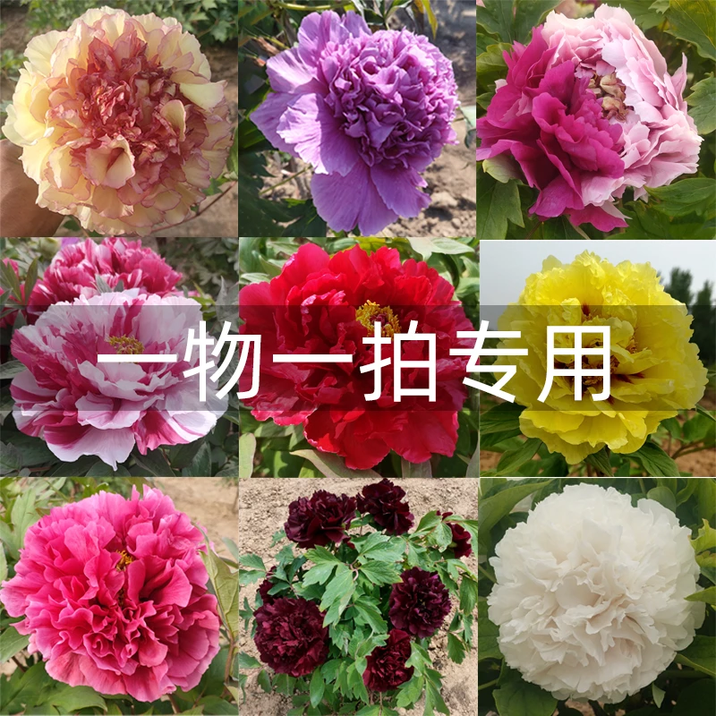 牡丹 直播间下单 一物一拍链接