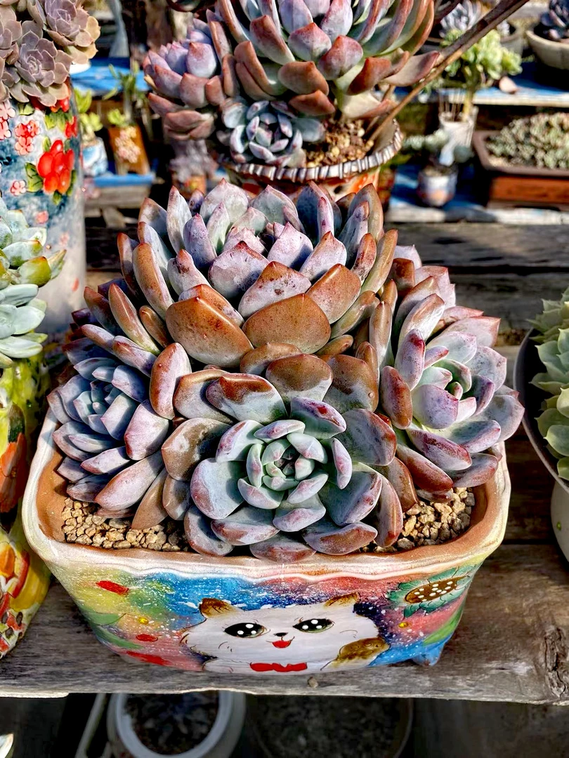 橙梦露捧花8年木制拇指老桩 28—35公分冠幅