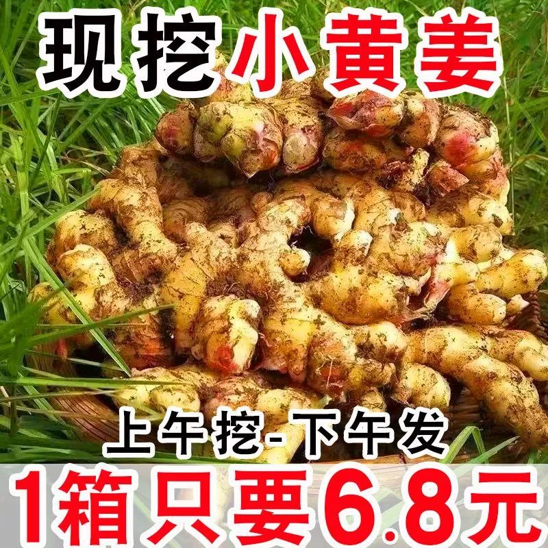 云南正宗小黄姜新鲜包邮生姜月子姜农家自种嫩非老姜山东大姜