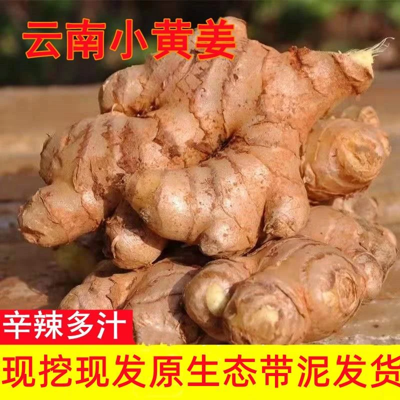 云南高山小黄姜新鲜生姜现挖嫩姜新姜老姜月子姜