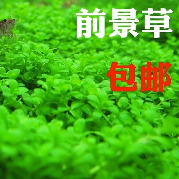 迷你矮珍珠盒装新手鱼缸造景水草前景草草缸活体真植物套餐真草