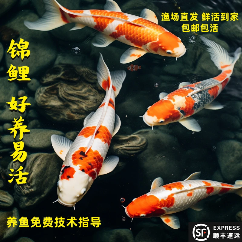 锦鲤活鱼观赏鱼幼苗活体红白三色小型淡水好养耐活冷水鱼红草金类