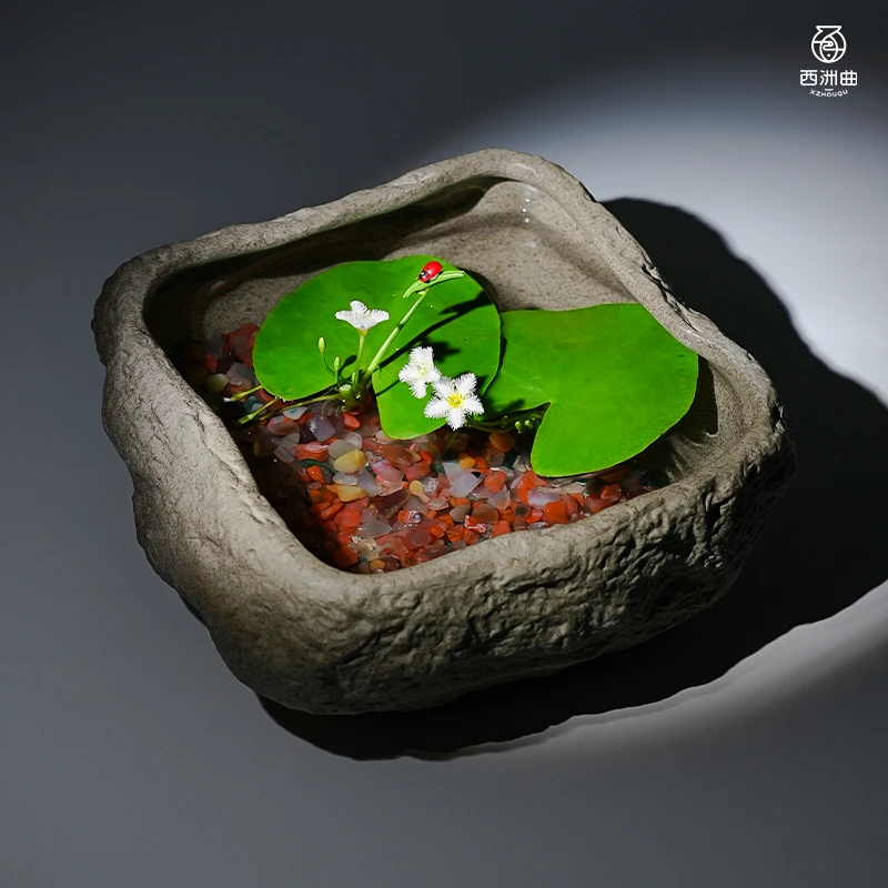 一叶莲水草水生水培植物活睡莲鱼缸造景浮萍养龟真草净化水质碗莲