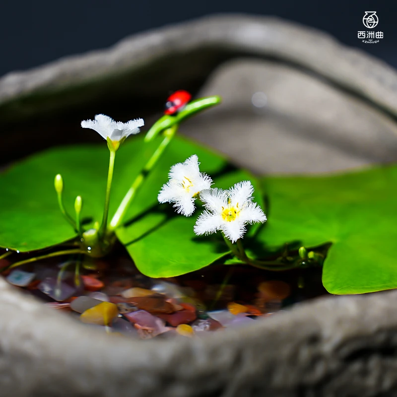 一叶莲水草鱼缸造景水生水培浮萍植物活睡莲养龟真草净化水质碗莲