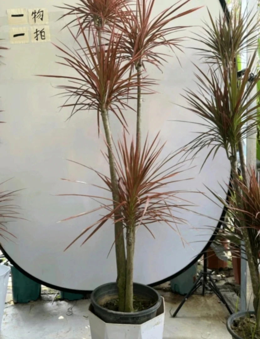 直播间绿植一物一拍