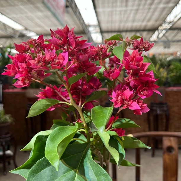 《新疆包邮》重瓣红色三角梅 耐热好养颜值高、适合阳台庭院