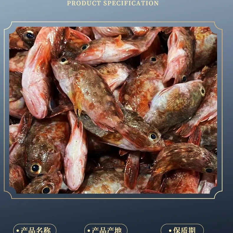 福建野生海鲜石九公鱼3斤 5斤