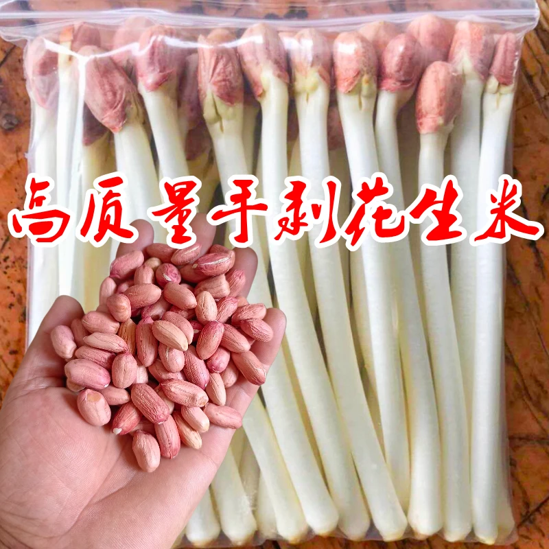 花生芽苗菜种植专用手剥花生米花育9616高产水培发芽花生手剥花生