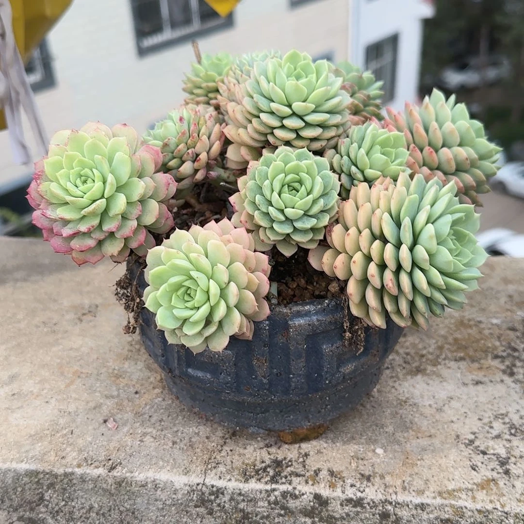 紫*多肉植物玛卡迪米亚