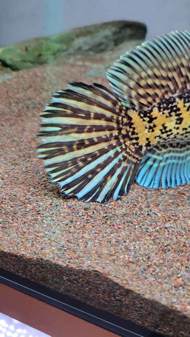 野生黄金眼镜蛇雷龙鱼(索赔需提供完整开箱视频，否则无法报损)