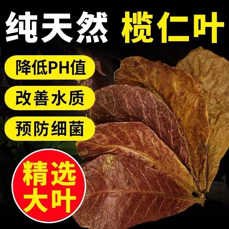 榄仁叶斗鱼软水热带鱼乌龟虾降酸ph值调节改善水质绿色龙眼叶南美
