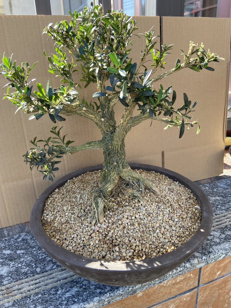 皱皮雀舌黄杨盆景室内外绿植