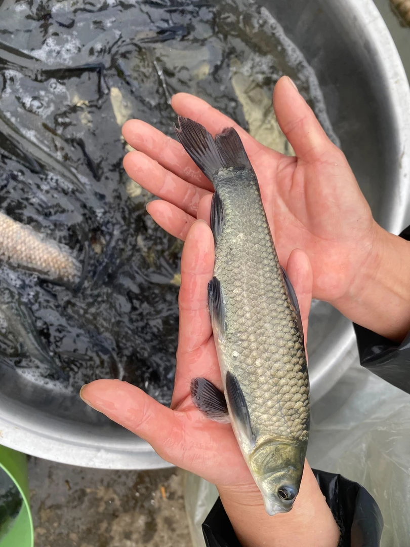 优质螺蛳青鱼苗淡水螺丝青鱼养殖场优质黑皖鱼特大号渔场食用养鱼