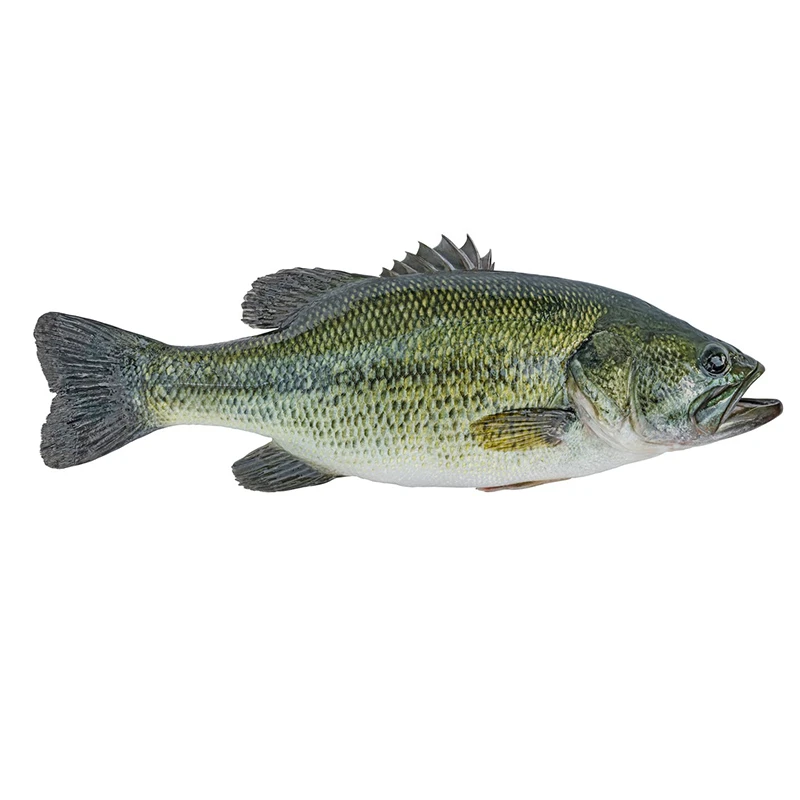 优质鲈十公分加州鲈路亚鱼苗混养大口黑鲈冷水鱼淡水养殖活物发货