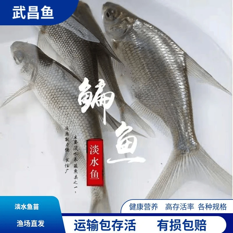 重庆武昌鱼苗淡水鱼苗大鲳小鲳鱼苗鳊鱼苗三角鲂鱼三角沙边鲂鱼苗