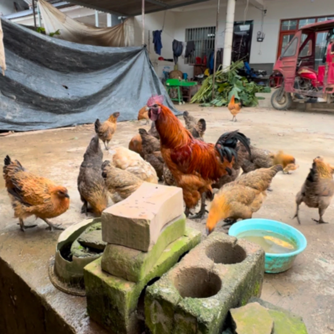 土鸡改价链接（宰杀不退，顺丰陆运，陆运，介意勿拍）