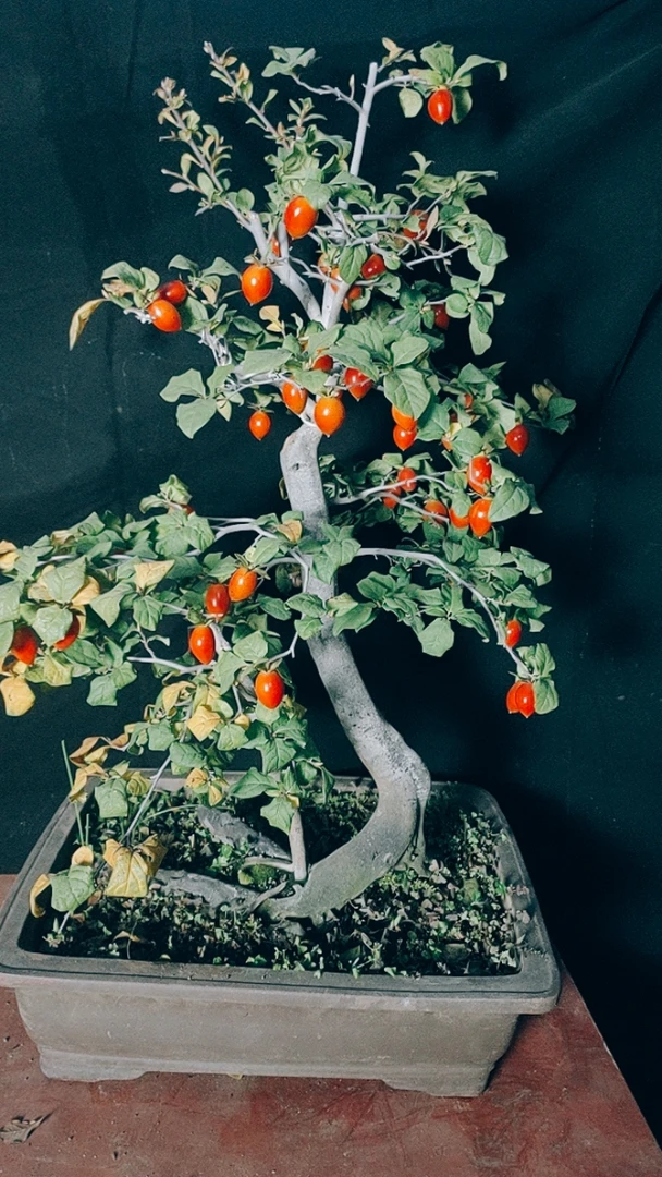 老鸦柿自制盆景素材