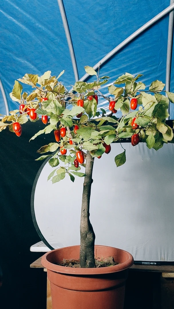 老鸦柿自制盆景盆栽