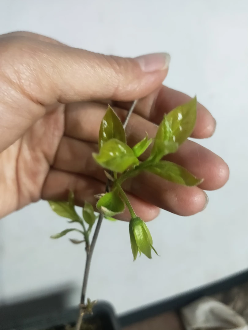 老鸦柿梦之雫品种根生苗