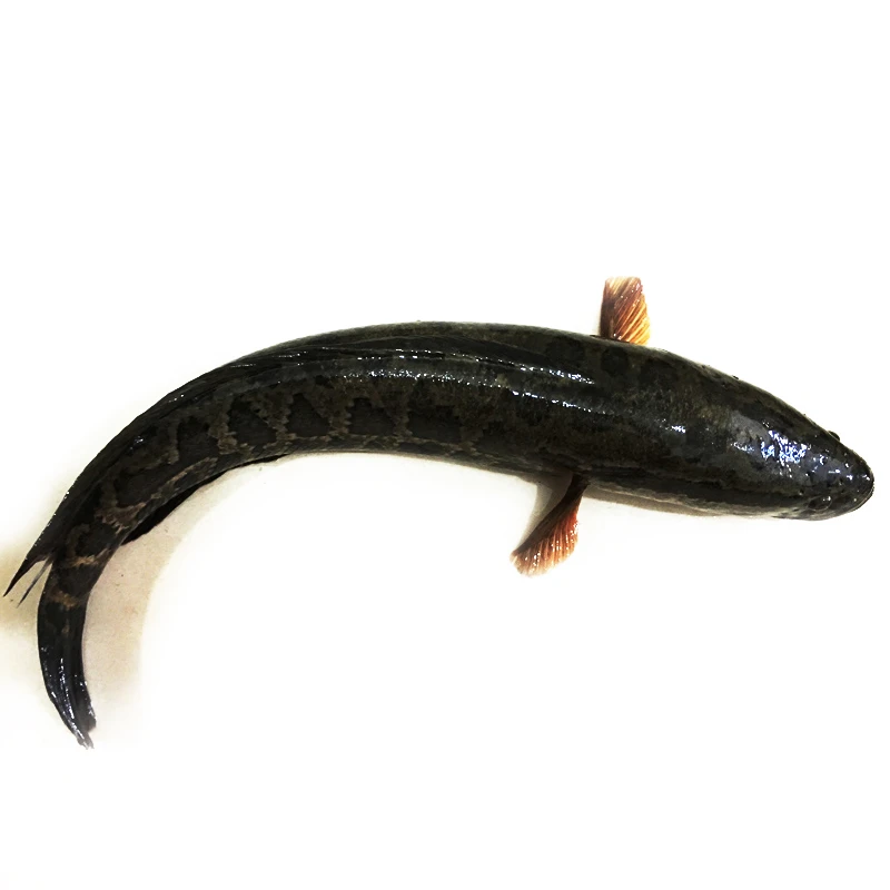 【现杀】黑鱼（600~700g）/条