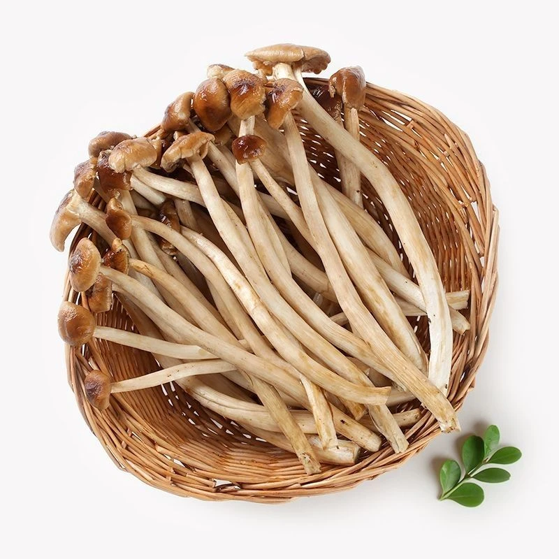 新鲜茶树菇250g±20g/份