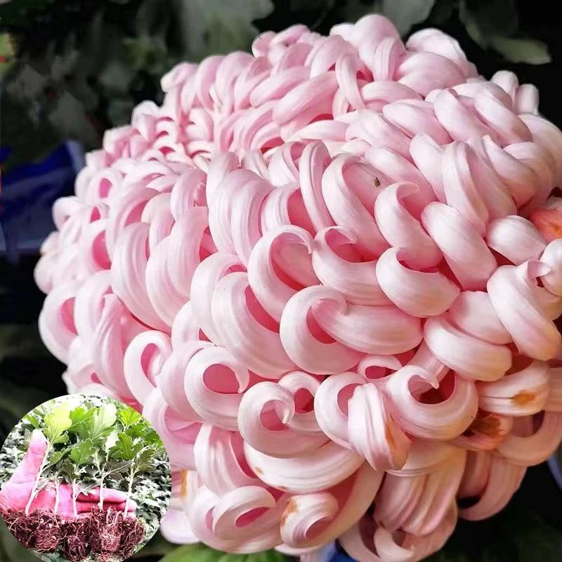 菊花苗 大花菊,独本菊随机,多头菊一物一拍