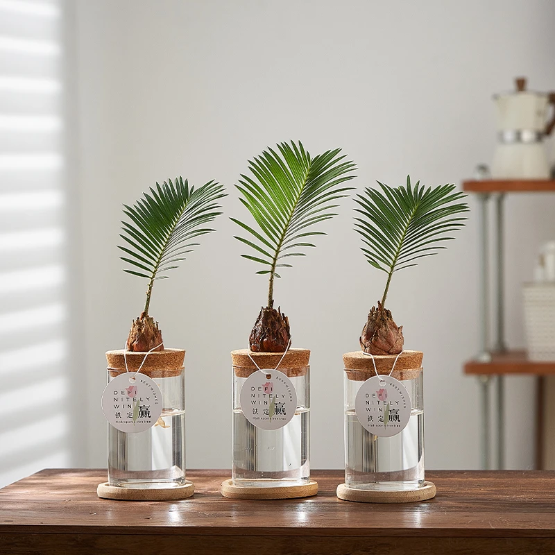 水培小铁树办公室桌面水培植物趣味好养易活解压小盆栽铁树盆栽