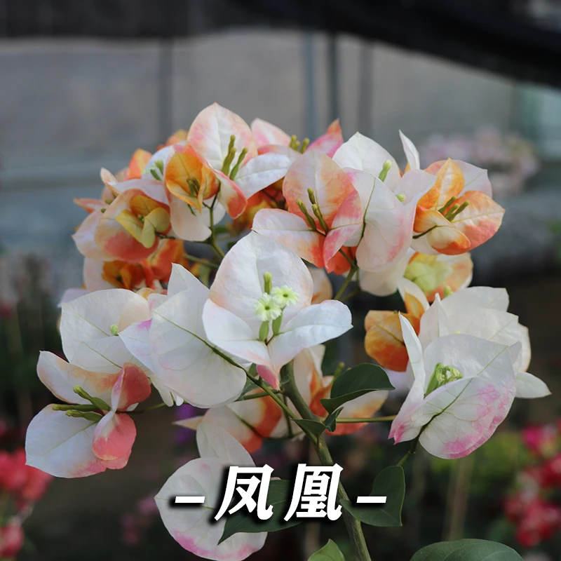 【三角梅】凤凰品种复古色四季勤花阳台庭院盆栽爬藤绿植花卉