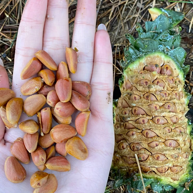 工厂直发生松子新鲜脱粒600特大颗粒足斤足量净重