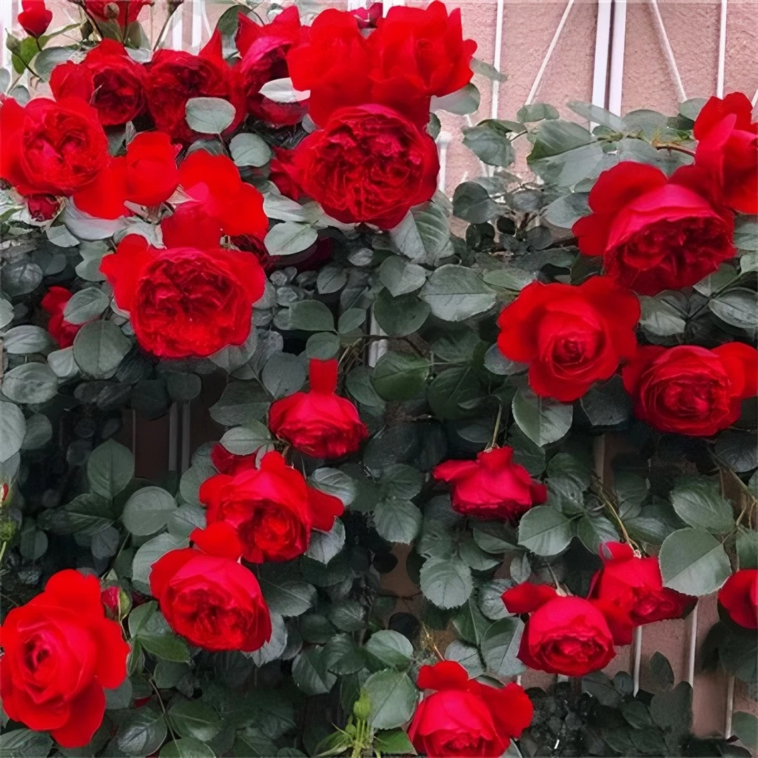 大爬藤月季 蒂娜  大红花